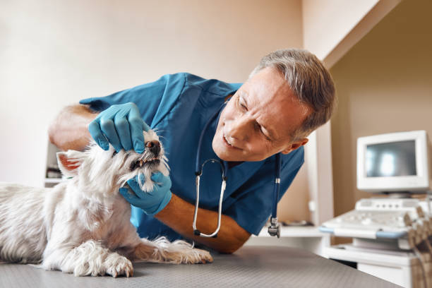 Best Emergency Dentist for Lost Fillings or Crowns in Fort Morgan, CO